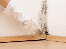 Environmental Consulting for Mold Prevention in Wappingers Falls, NY